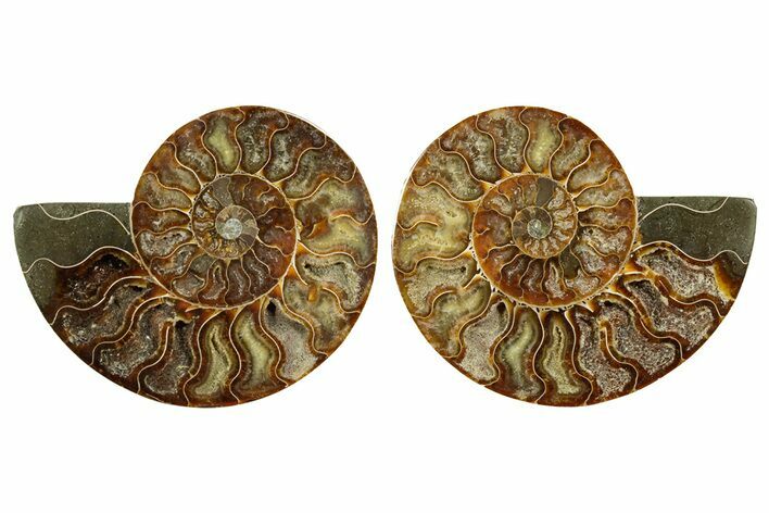 Cut & Polished Ammonite Fossil - Madagascar #369584